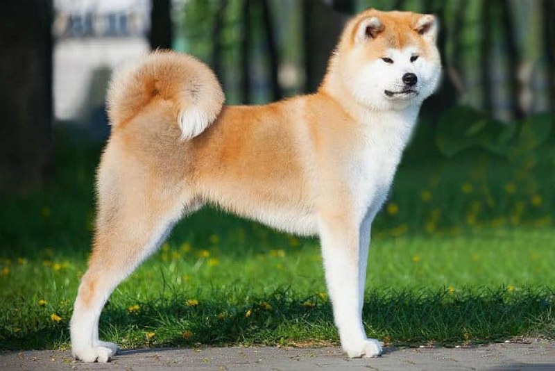 Киба ину