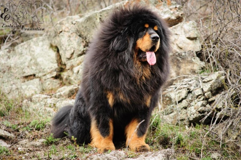 Тибетский мастиф короткошерстный