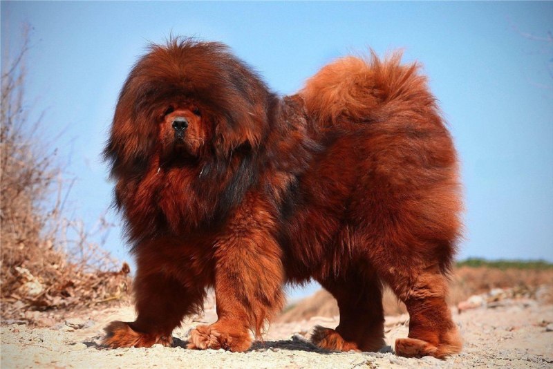 Королевский тибетский мастиф
