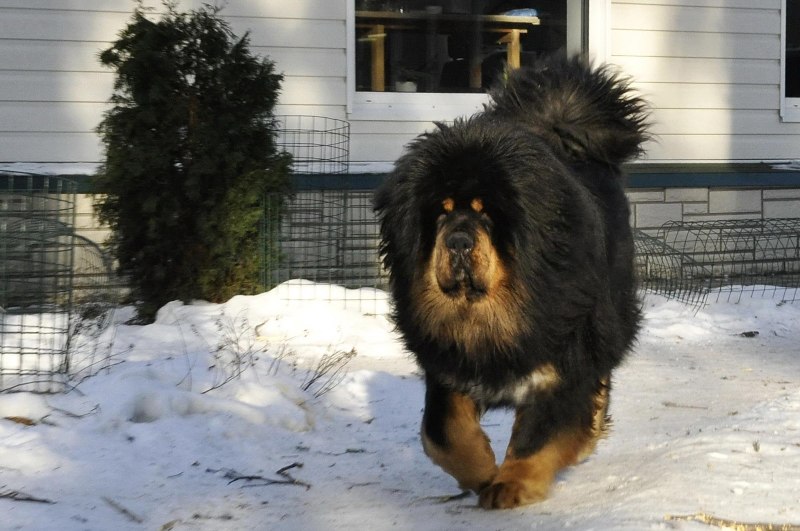Тибетский мастиф