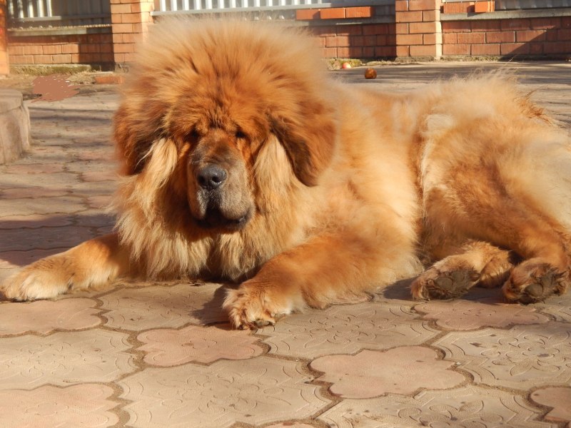 Собака тибетский мастиф