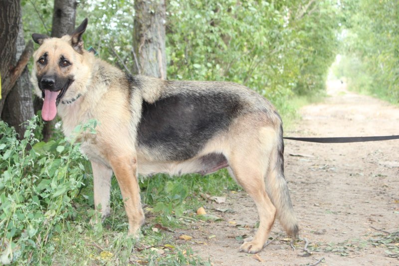 Овчарка короткошерстная