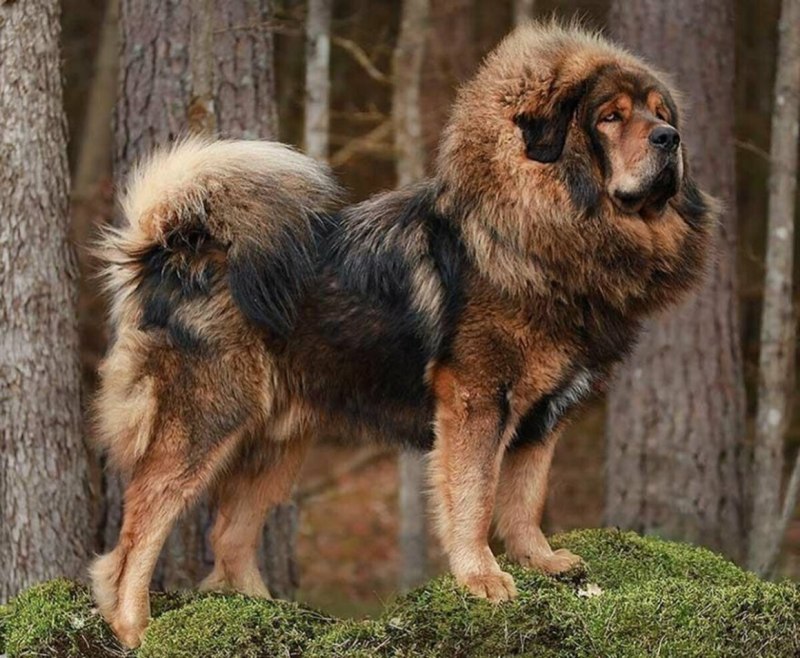 Тибетский мастиф