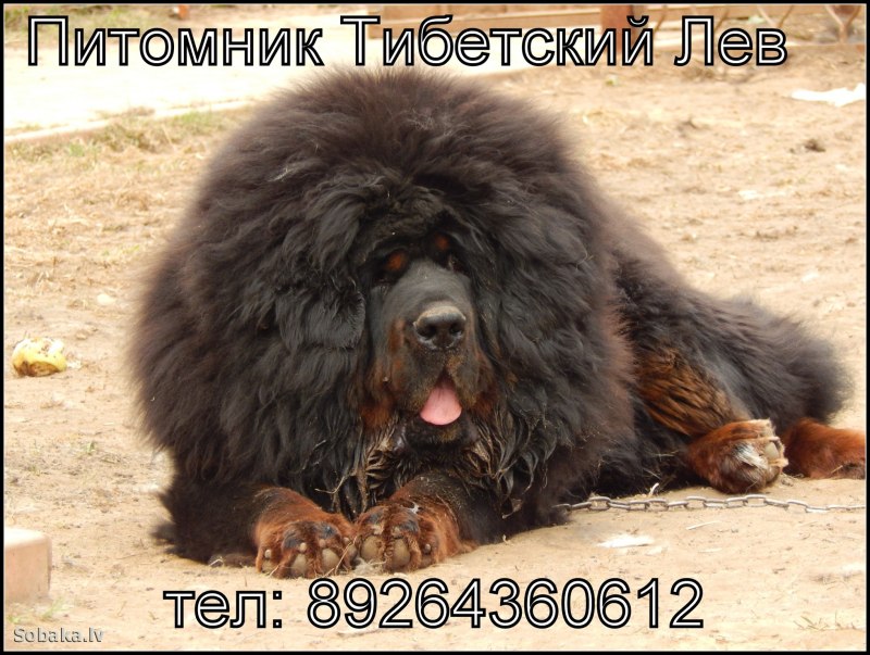 Тибетский мастиф щенок маленький
