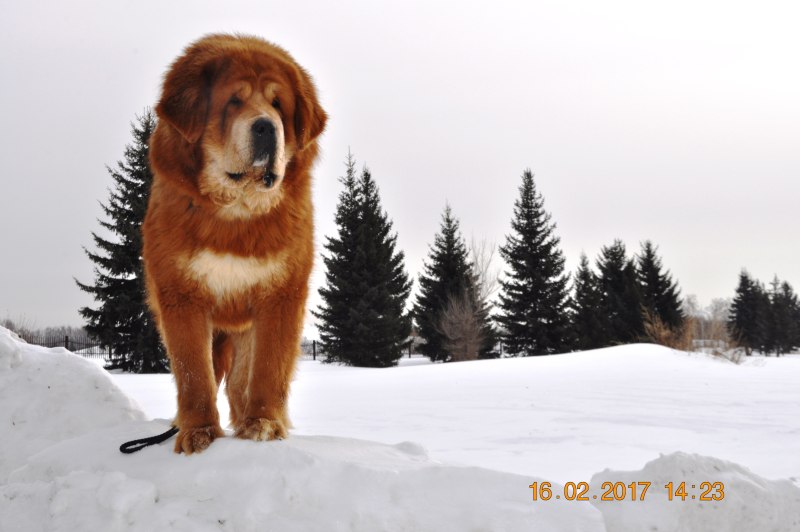 Собака Лев тибетский мастиф