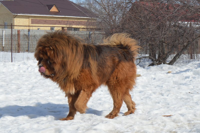 Собака тибетский мастиф