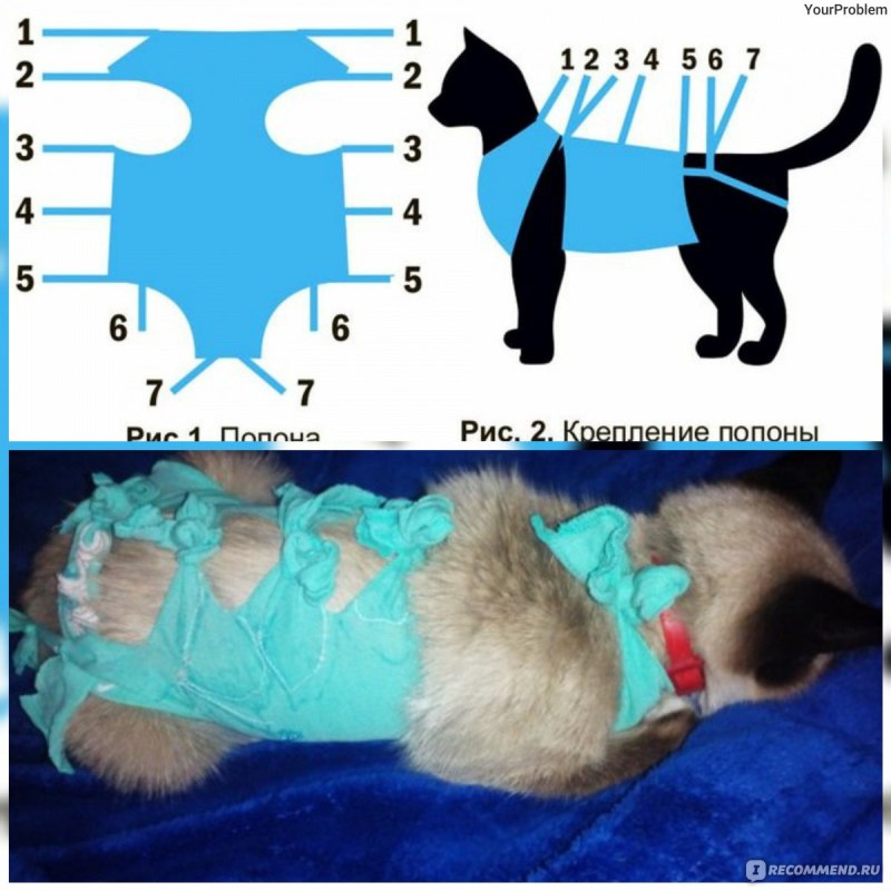Послеоперационный бандаж для собак после стерилизации (69 фото) - картинки  sobakovod.club