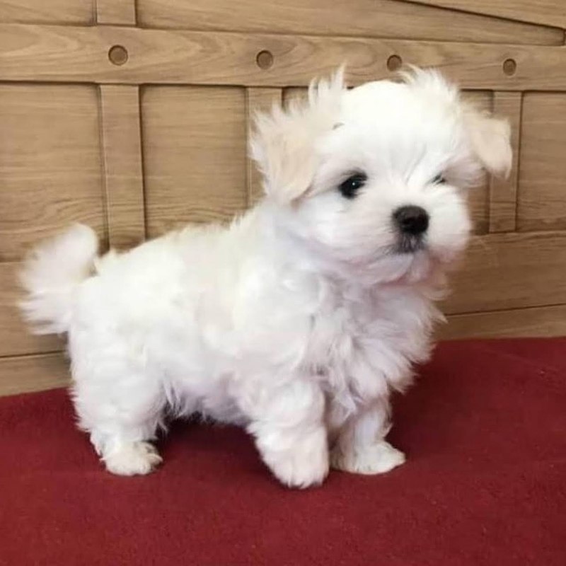 Какая то болонка рыжий