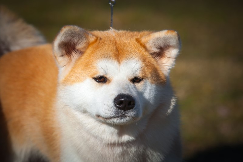Киба ину