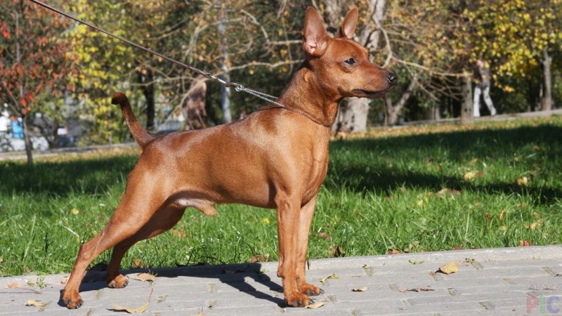 Цвергпинчер Олений