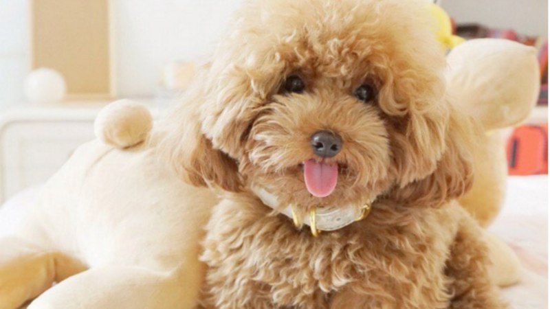 Порода Toy Poodle