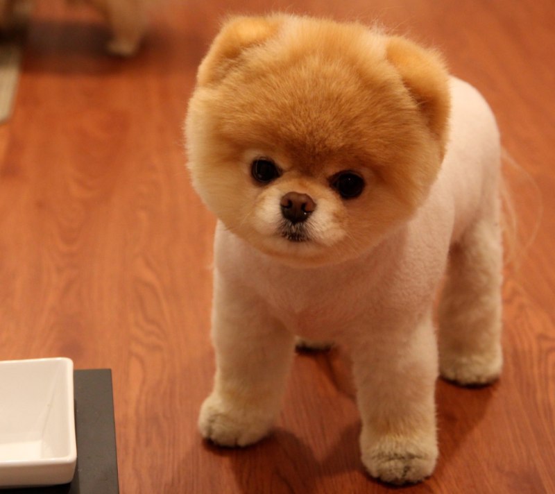Померанский шпиц Boo