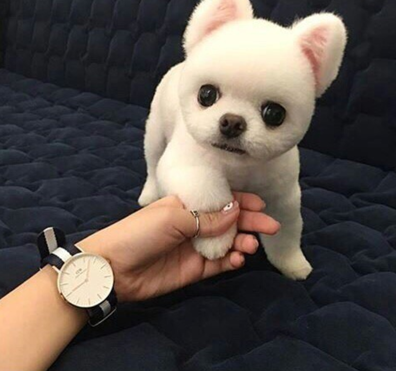Щенок похожий на игрушку