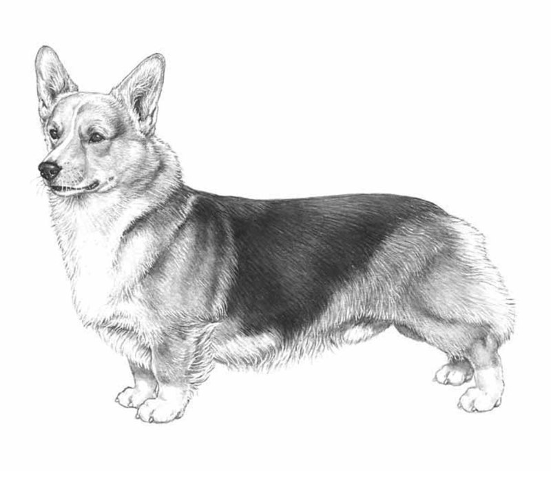 Корги рисуночек миленький
