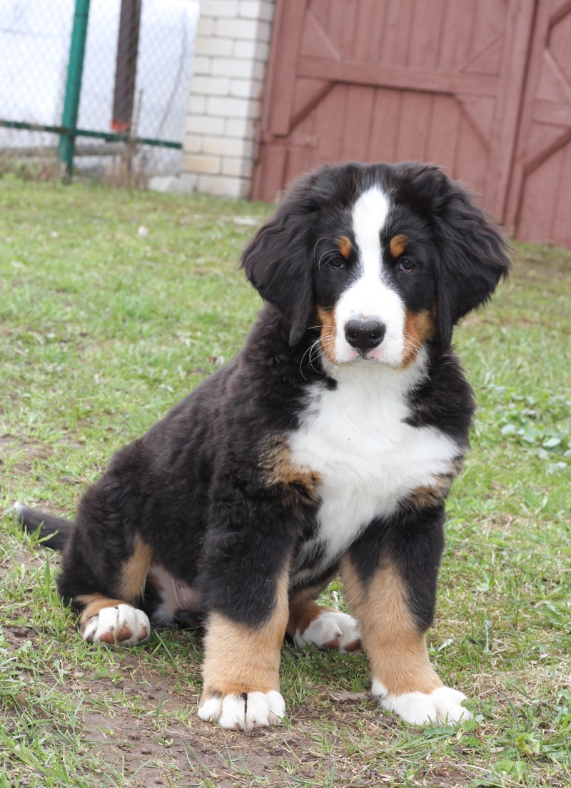 Berner Sennenhund порода