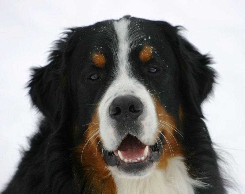 Berner Sennenhund порода