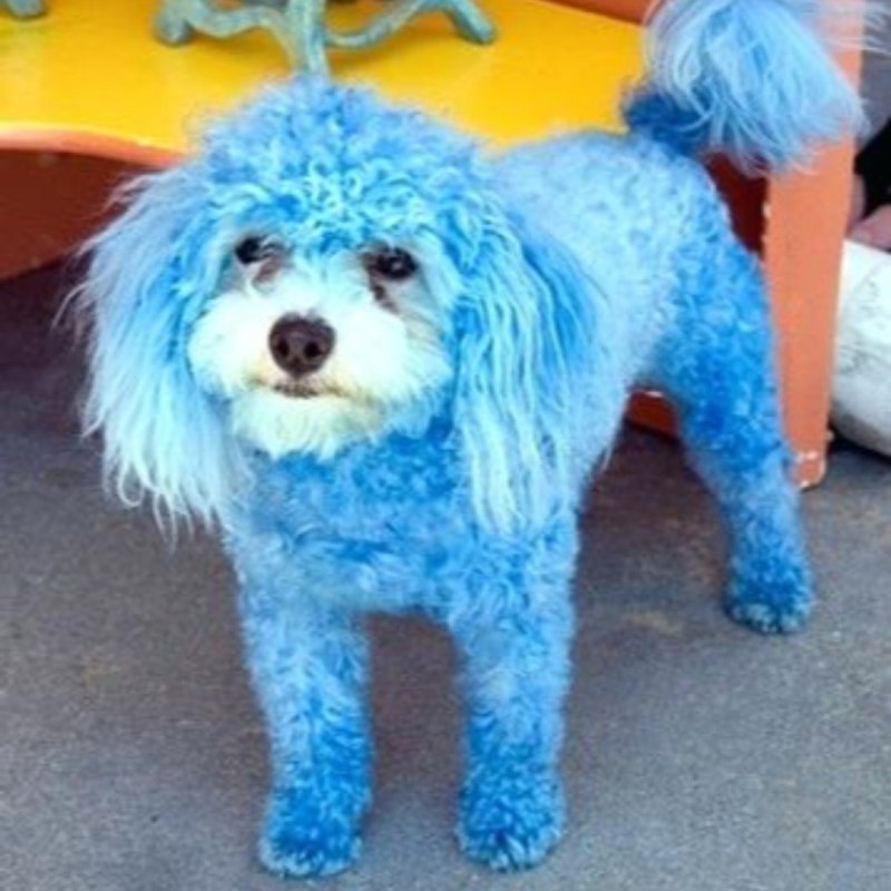 Стрижка собак в голубом