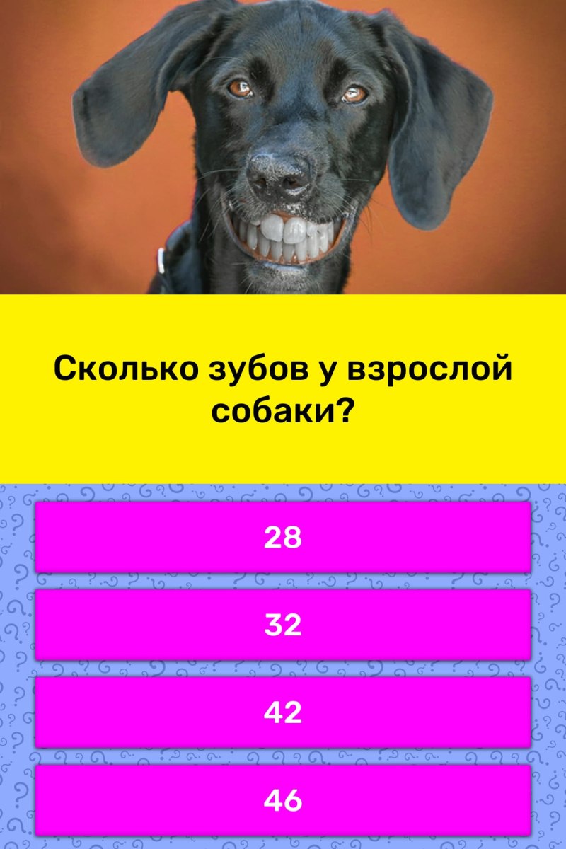 Сколько всего зубов у собак