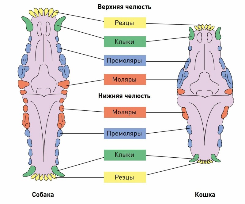 Кошачьи зубы схема