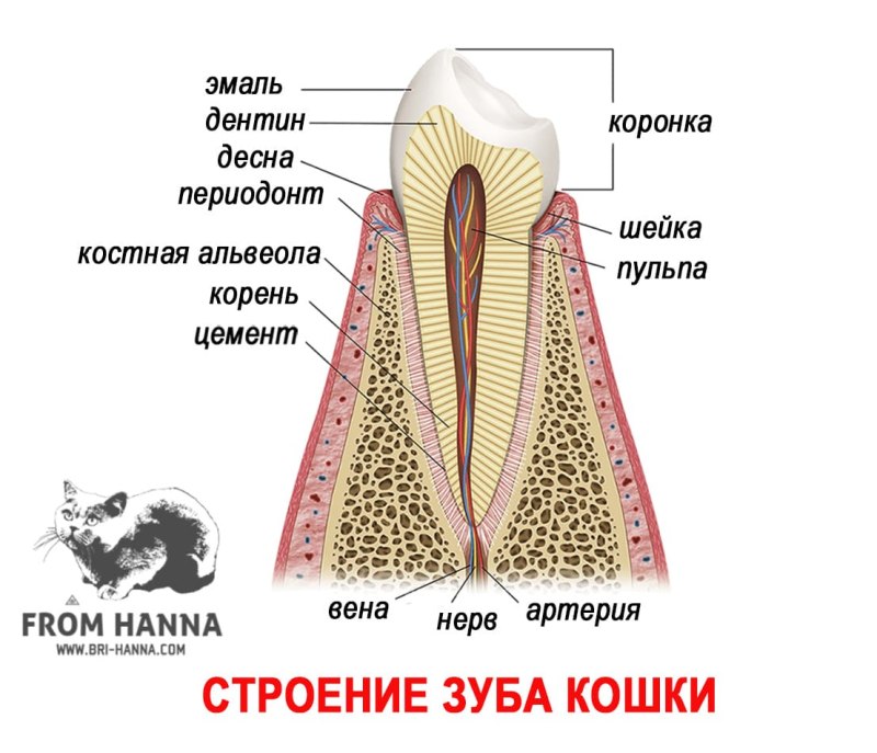 Зубная формула непарнокопытных