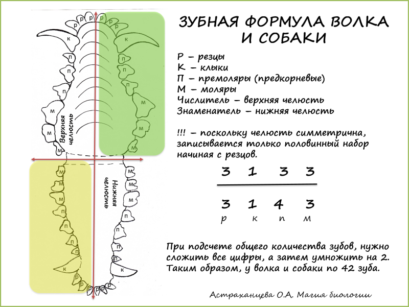 Формула зубов животных расшифровка
