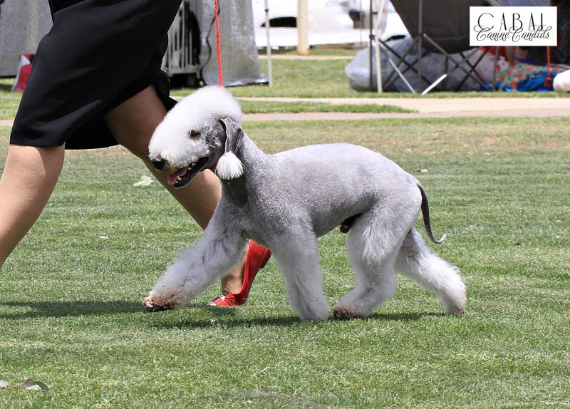 24. Bedlington Terrier