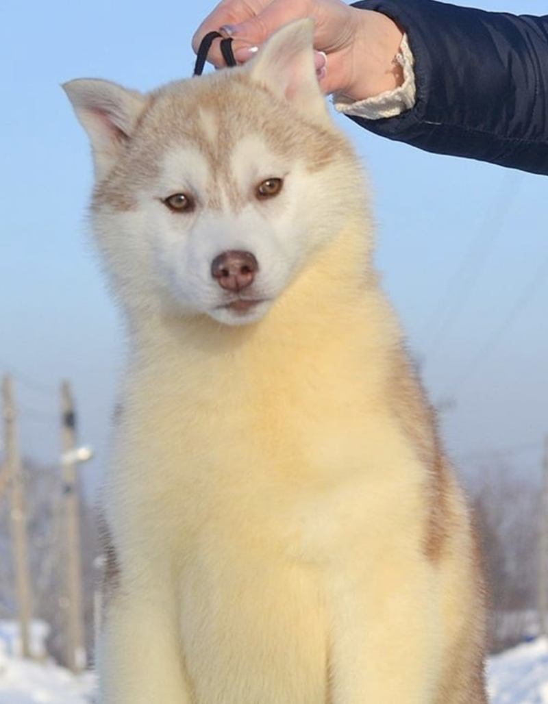 Сибирский хаски коричнево белый