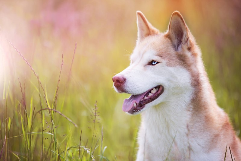White Siberian Husky Puppy