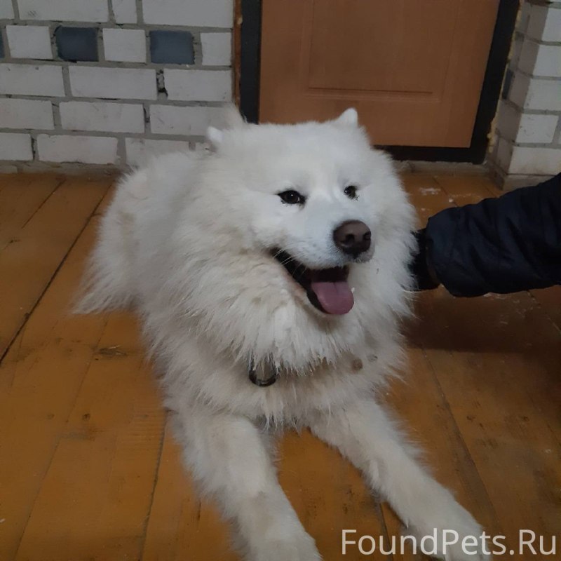 Самоедская лайка