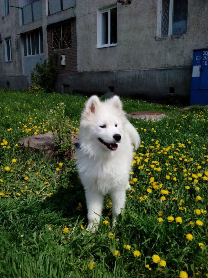 Самоед щенок девочка