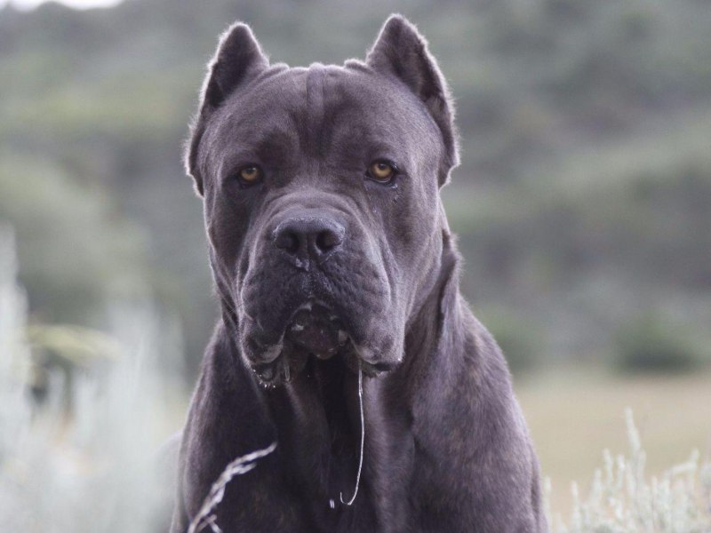 Cane Corso собака