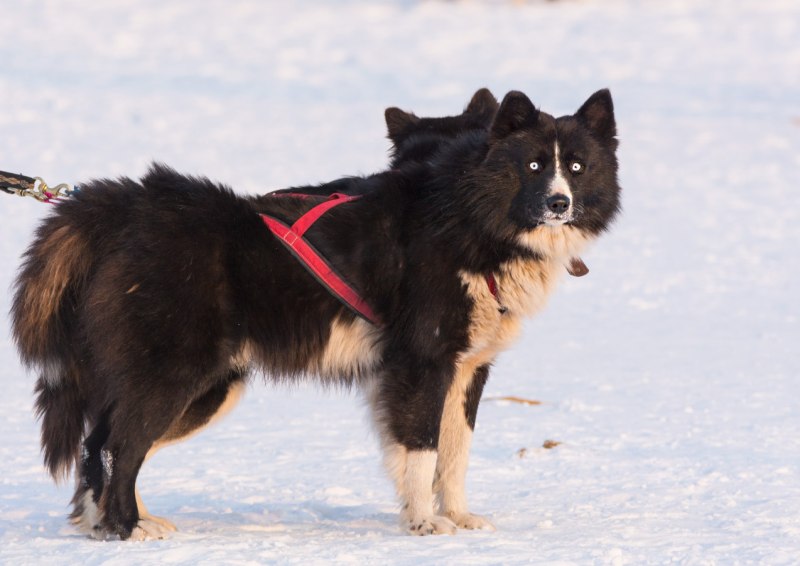 The Yakutian laika