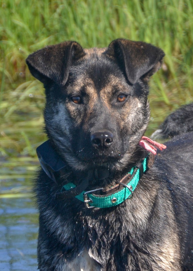 Порода собак Rottweiler
