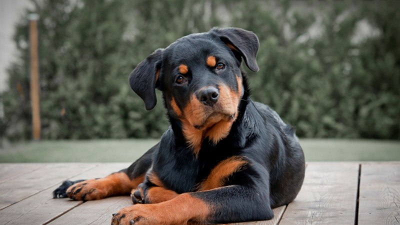 Доберман k9