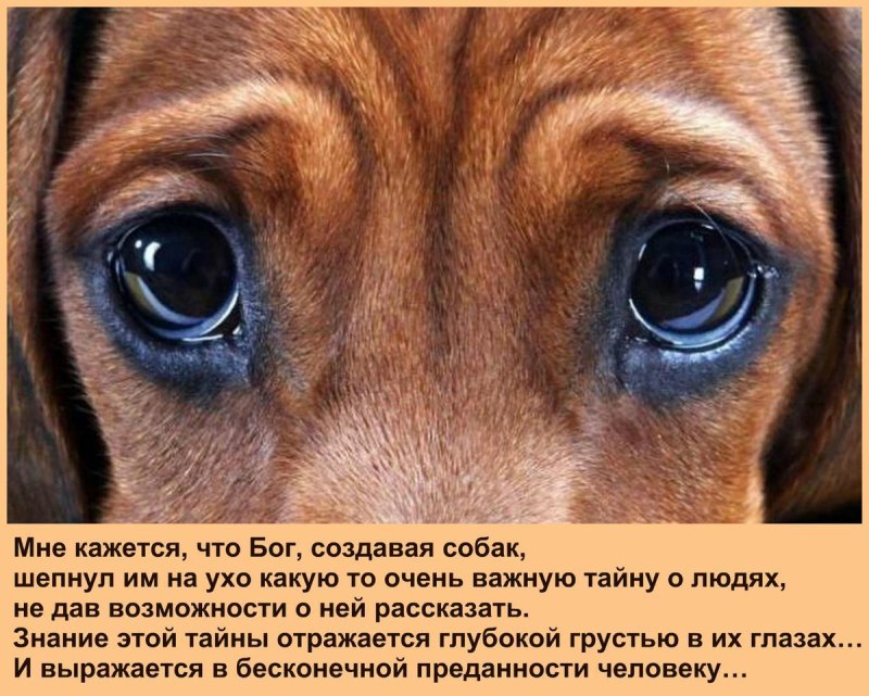 Грустные собачьи глаза