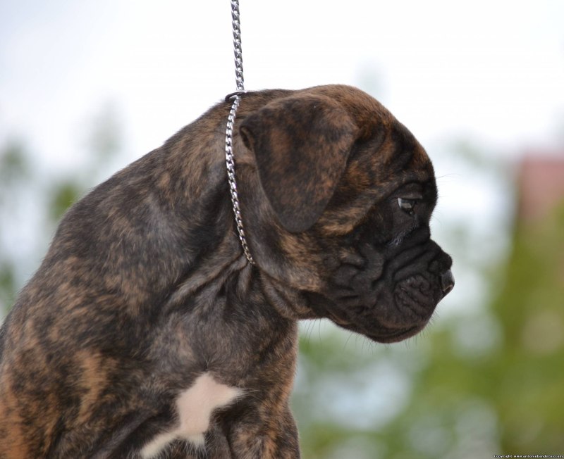 Slick Dog