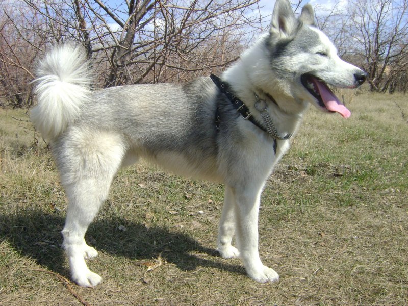 Сибирская лайка