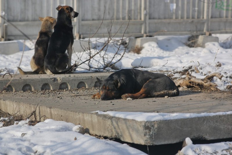 Собака Дон