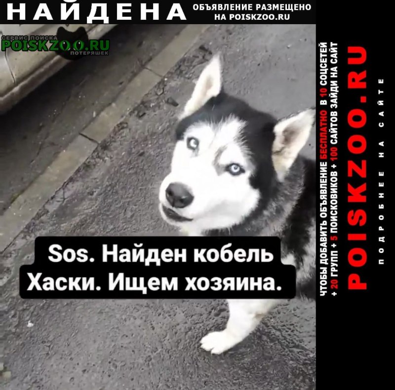 Собачий приют в Ростове на Дону фото собак