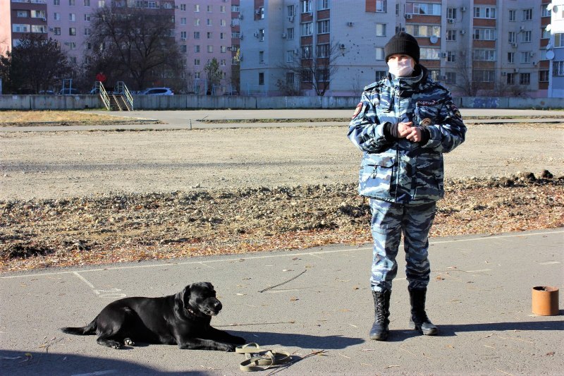 «Собачий патруль» (ул.Доватора,144а)