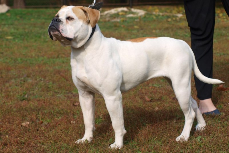 Амбуль 2xxl
