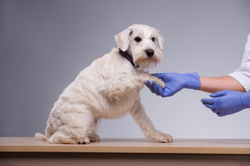 Dog Knee Brace