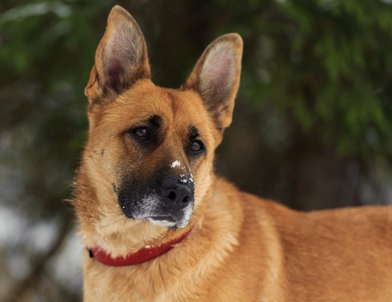 Окрас овчарки Golden Shepherd