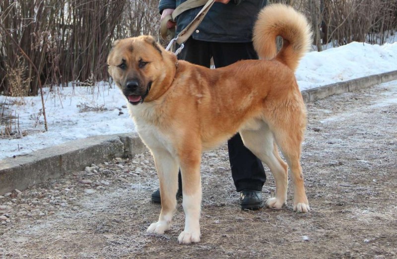 Новозеландская овчарка