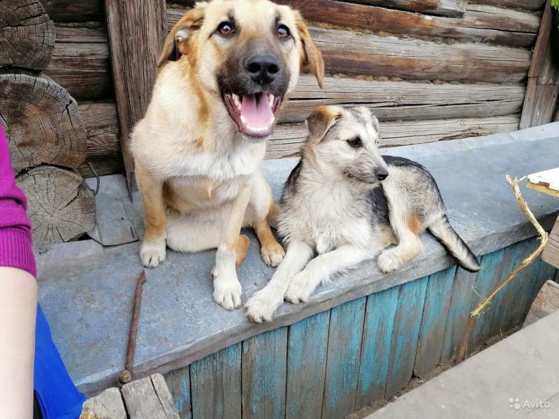 Пес вернулся
