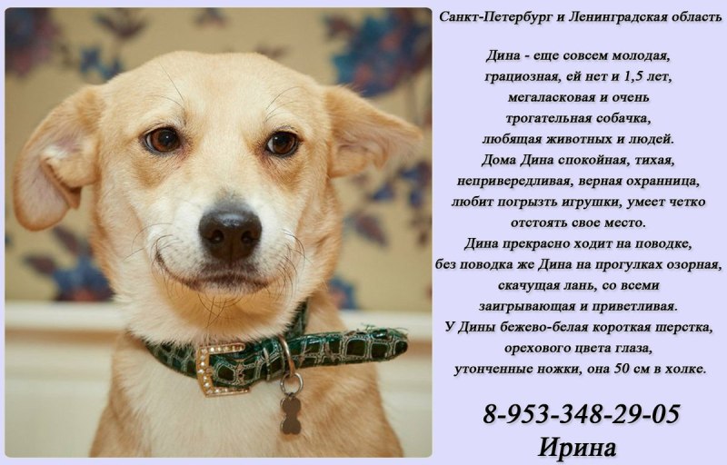 Объявление щенки