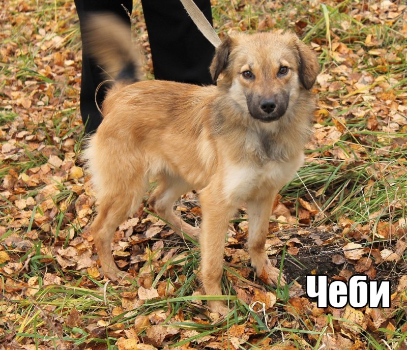 Отдам собаку