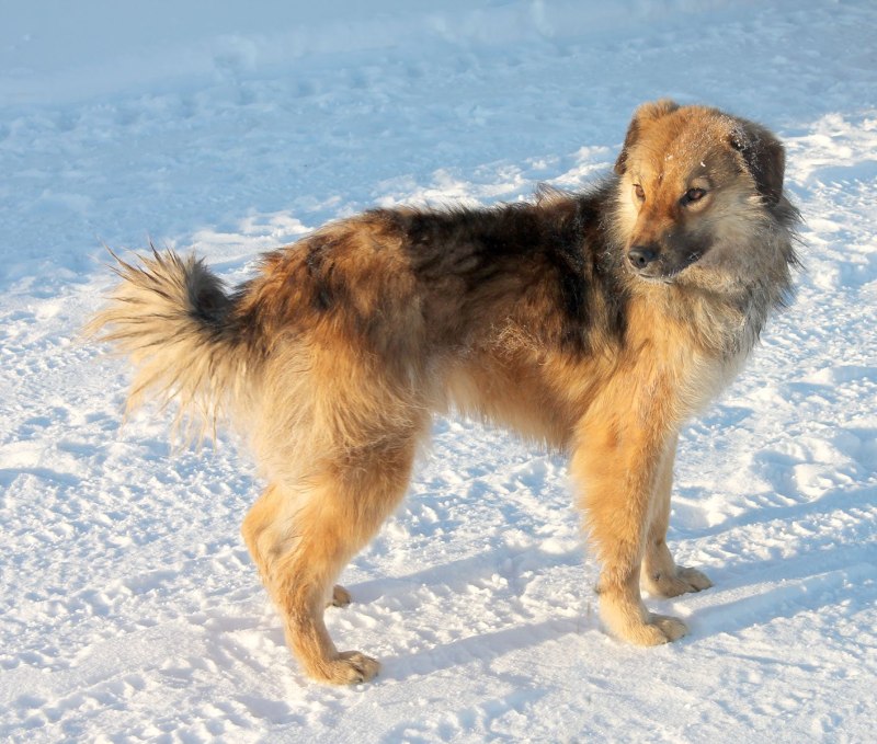 Пес Клепа