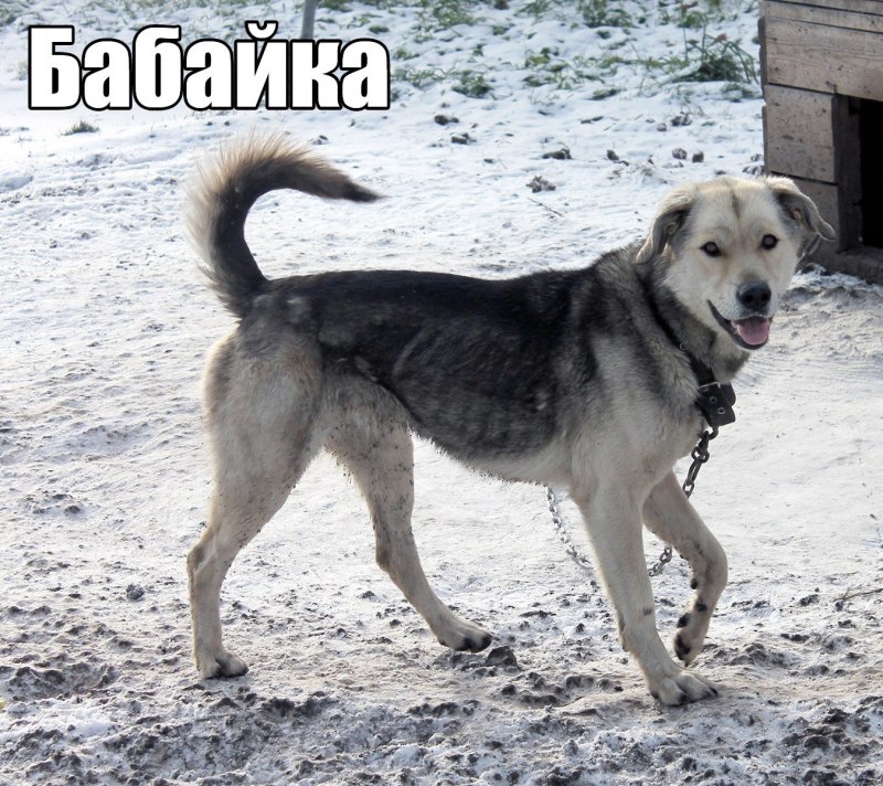 Кому можно отдать собаку
