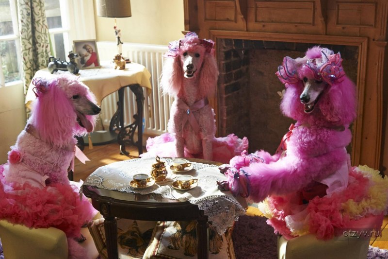 Патси (Pudsey the Dog: the movie) {х/ф}